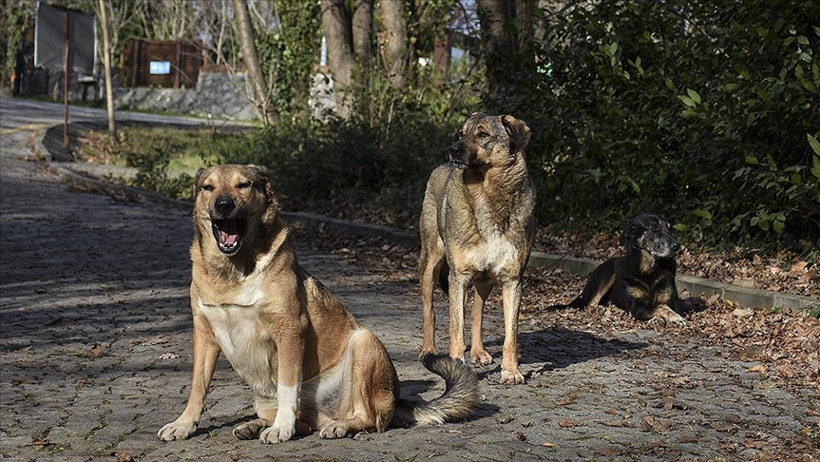 Bakan Çiftçi, Türkiye’deki Sokak Köpekleri Toplama Sürecini Açıkladı